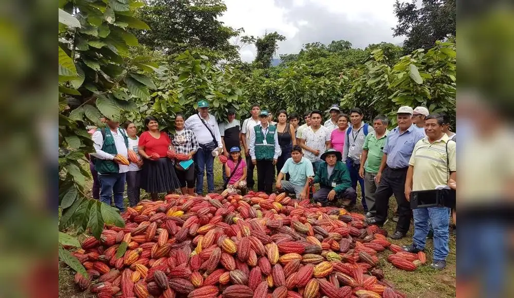 Huánuco: cacao de Puerto Inca mejora con equipos e insumos Huánuco: cacao de Puerto Inca mejora con equipos e insumos