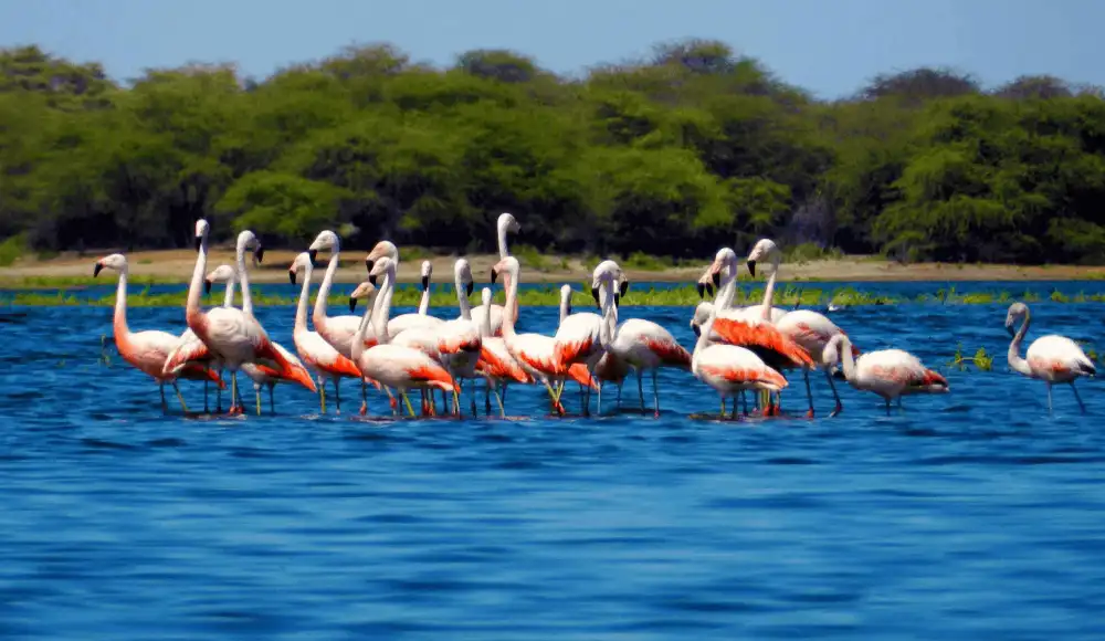 Flamencos chilenos: SERFOR refuerza vigilancia en Sechura Flamencos chilenos: SERFOR refuerza vigilancia en Sechura