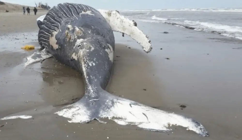 Ballena jorobada de 14 metros muere varada en playa de Arequipa Ballena jorobada de 14 metros muere varada en playa de Arequipa