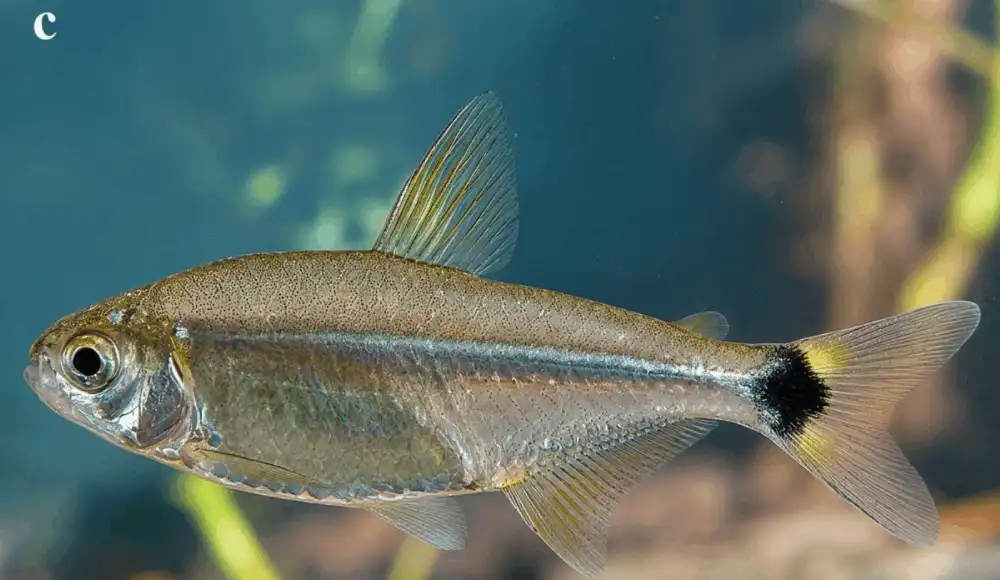 Científico del IIAP identifica nueva especie de pez en Sudamérica Científico del IIAP identifica nueva especie de pez en Sudamérica