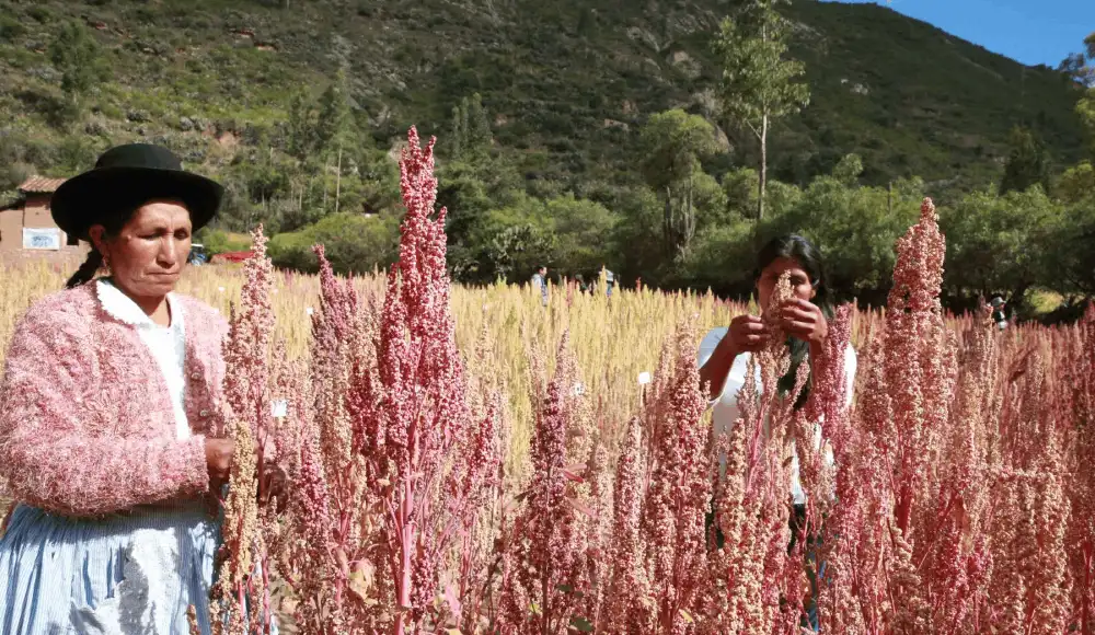 Quinua roja peruana se convierte en proteína biodisponible Quinua roja peruana se convierte en proteína biodisponible