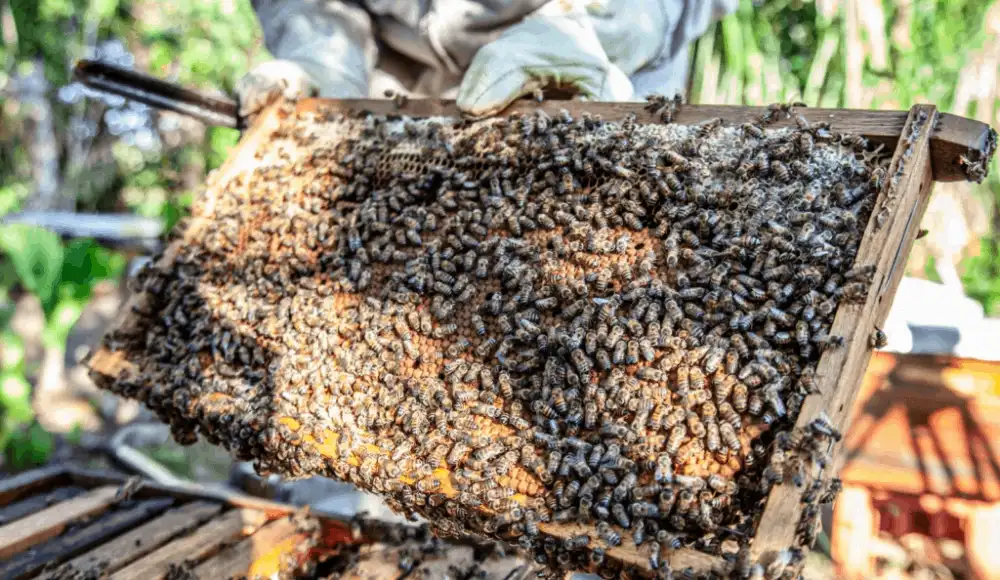 Oxapampa reunirá expertos para proteger abejas nativas sin aguijón Oxapampa reunirá expertos para proteger abejas nativas sin aguijón