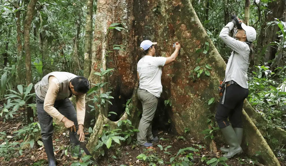 Perú busca movilizar recursos para conservar sus bosques amazónicos Perú busca movilizar recursos para conservar sus bosques amazónicos
