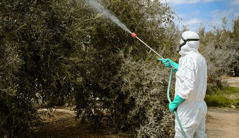 Moquegua: tecnología para proteger cultivos de olivo frente a El Niño