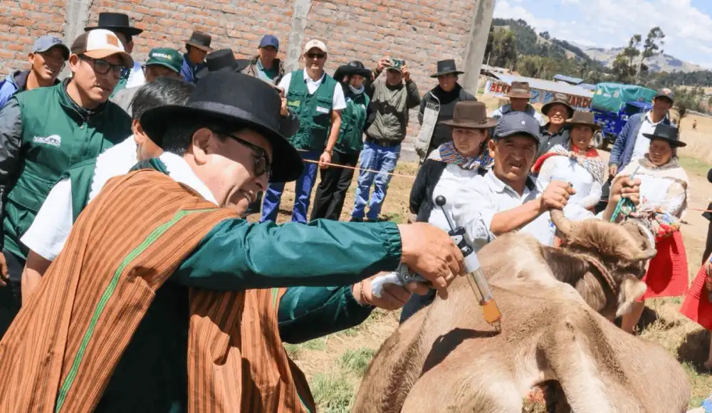 Déficit hídrico en Ayacucho: 1,266 familias protegen ganado Déficit hídrico en Ayacucho: 1,266 familias protegen ganado