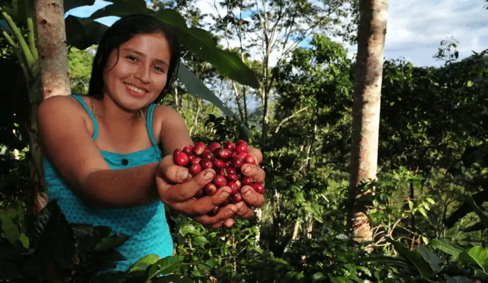 Calidad del café: San Marcos impulsa tecnología en Junín