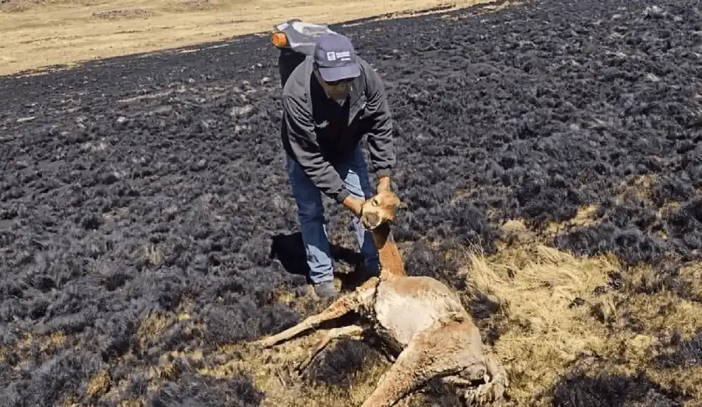 Incendio forestal en Huacullani deja más de 50 alpacas Incendio forestal en Huacullani deja más de 50 alpacas