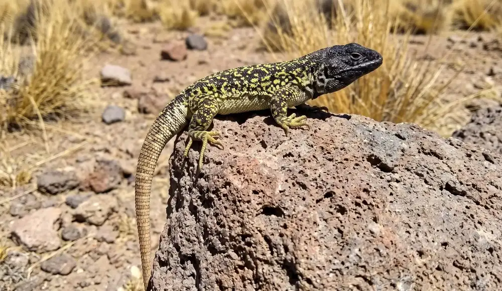 Descubren nueva especie de lagartija en los Andes de Arequipa. Descubren nueva especie de lagartija en los Andes de Arequipa.
