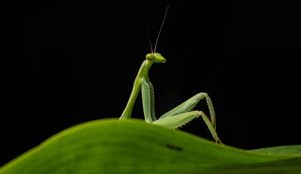 "Sexy Mantis": Fotografía peruana tomada en Cusco destaca entre los finalistas de los Nikon Comedy Wildlife Awards 2026 "Sexy Mantis": Fotografía peruana tomada en Cusco destaca entre los finalistas de los Nikon Comedy Wildlife Awards 2026