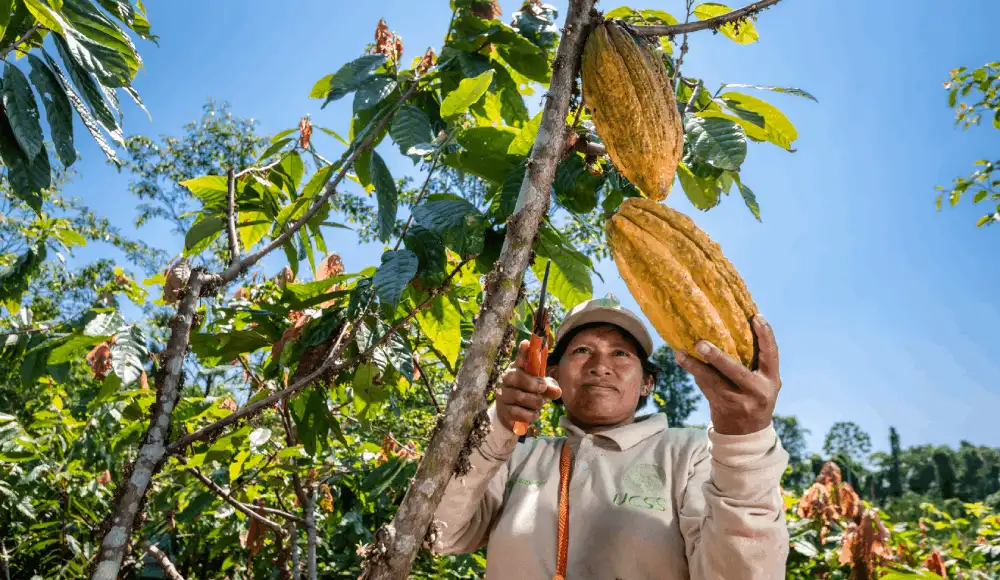 INIA impulsa técnicas orgánicas para mejorar el cacao en Loreto INIA impulsa técnicas orgánicas para mejorar el cacao en Loreto