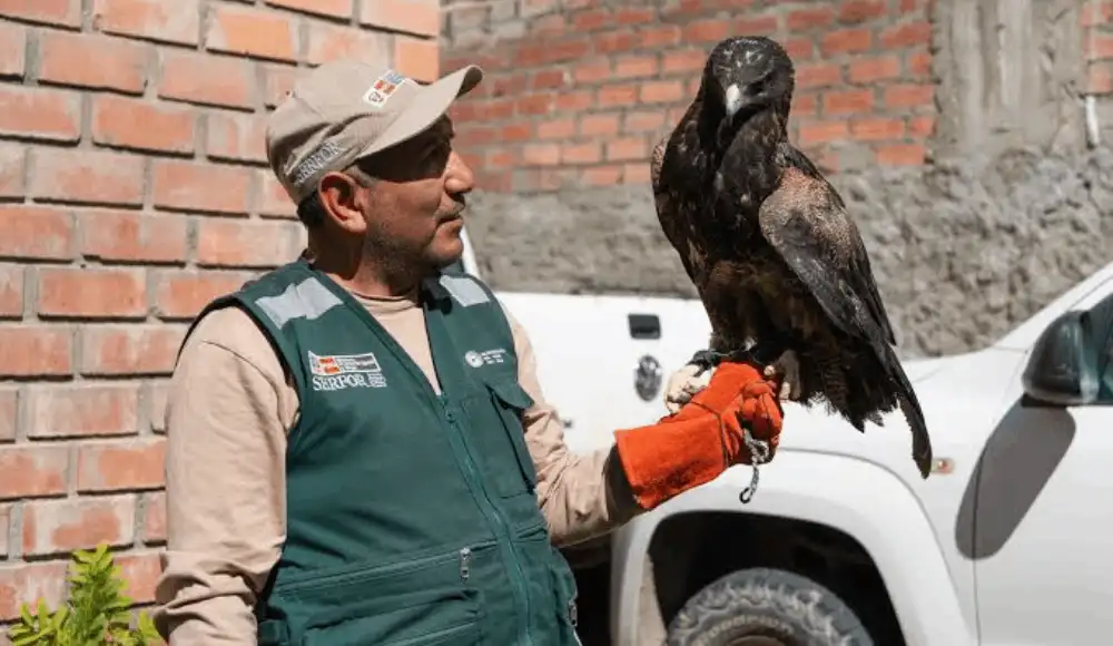 SERFOR libera águila mora tras recuperarla de una lesión en Arequipa SERFOR libera águila mora tras recuperarla de una lesión en Arequipa