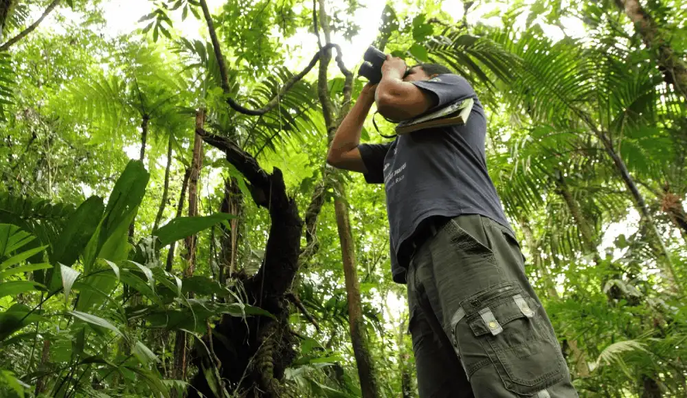 Aves y regeneración forestal: estudio revela su rol en bosques