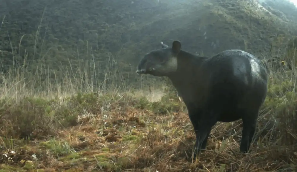 Tapir andino: destinan más de S/ 11 millones para su recuperación Tapir andino: destinan más de S/ 11 millones para su recuperación