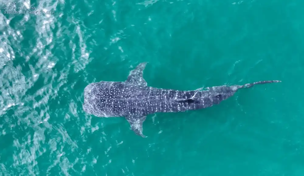 Tiburón ballena de seis metros sorprende frente a Los Órganos Tiburón ballena de seis metros sorprende frente a Los Órganos