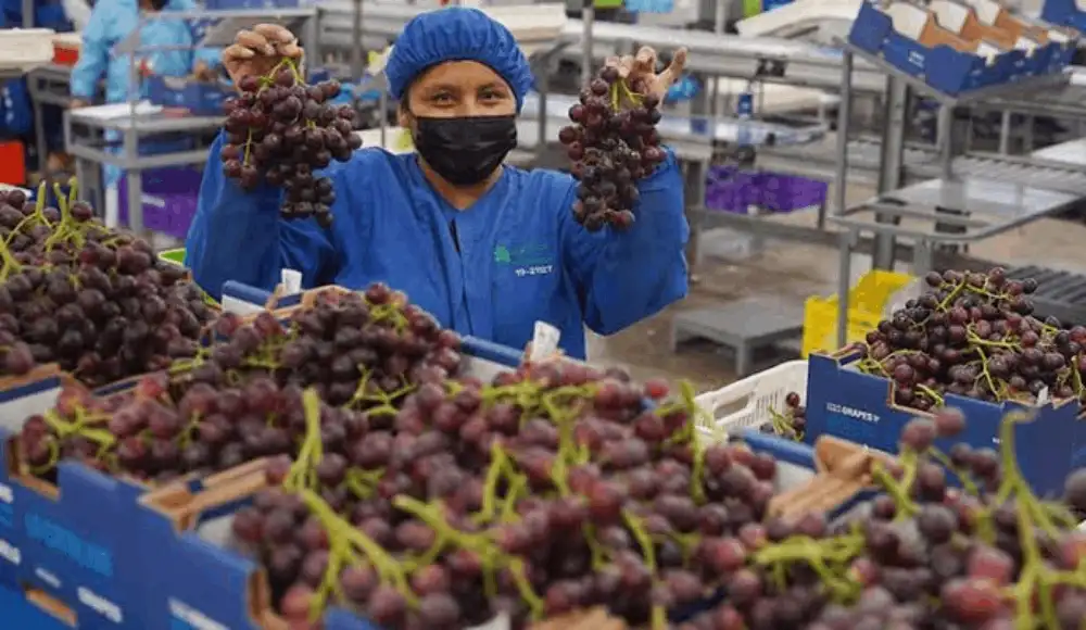 Exportación de uva: Perú lidera producción y envíos mundiales Exportación de uva: Perú lidera producción y envíos mundiales