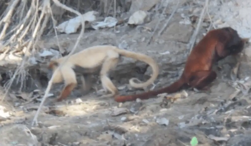Fotografían en el Manu a un cotomono rojo de pelaje claro