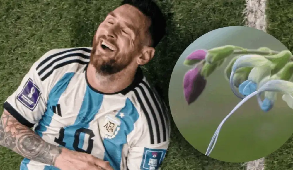 Salvia messii: descubren en Perú una flor en honor a Messi