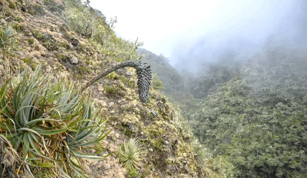 Puya ukumari: descubren en el Manu nueva planta andina Puya ukumari: descubren en el Manu nueva planta andina