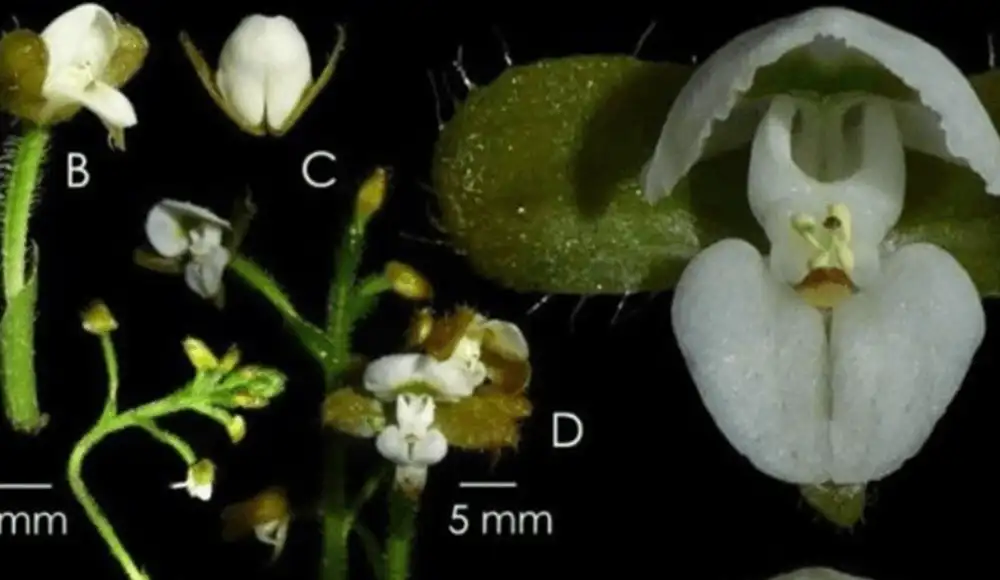 Nueva orquídea es descubierta en Parque Nacional Yanachaga Chemillén Nueva orquídea es descubierta en Parque Nacional Yanachaga Chemillén