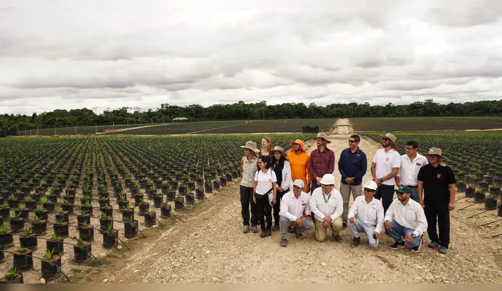 Cacao y palma en Pucallpa: cómo Paisaje Clima Perú contribuye a una producción más sostenible Cacao y palma en Pucallpa: cómo Paisaje Clima Perú contribuye a una producción más sostenible