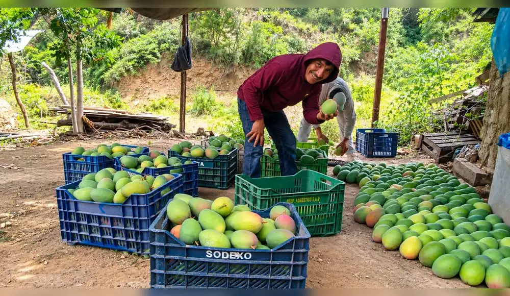 De la agricultura de subsistencia a conquistar nuevos mercados: la historia del mango de Nimpana