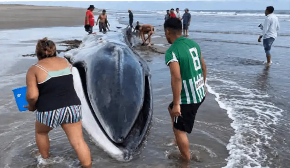 Arequipa: muere ballena varada en playa de Islay pese a rescate Arequipa: muere ballena varada en playa de Islay pese a rescate
