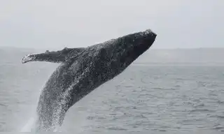 Lanzan convocatorias de voluntariado en el norte peruano para la temporada de avistamiento de ballenas 2026
