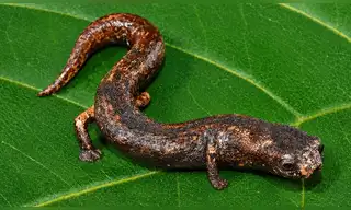 Hallan nueva especie de salamandra en la Amazonía peruana