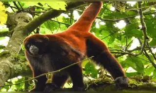 Iniciativa busca salvar al mono choro de cola amarilla