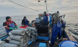 Pesquería de anguila logra certificación ambiental