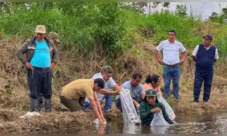 Piscicultores reciben 5,000 alevines de mota punteada