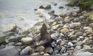 Lobo marino queda atrapado en la Costa Verde por oleajes anómalos