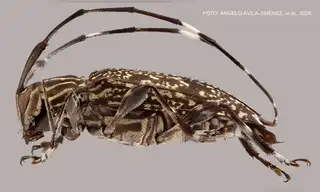 Descubren nuevo género y especies de escarabajos en el Manu
