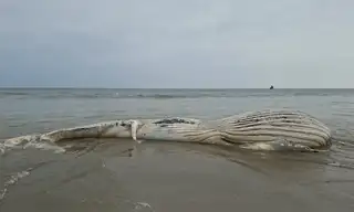 Ballena jorobada aparece varada en playa de Tumbes