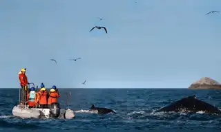 Proyecto Cetáceos Perú anuncia programa de formación en conservación marina