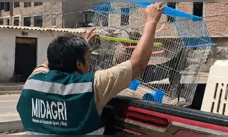 Autoridades rescatan a loros silvestres en Lambayeque