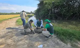 Serfor libera a enorme cocodrilo hallado en playas de Piura