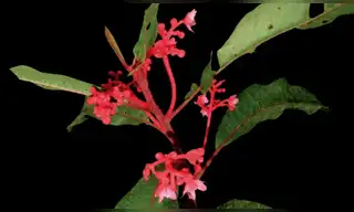 Nueva especie de planta es descubierta en Junín