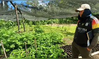 Implementan cultivos en zonas inundables de Loreto y Ucayali