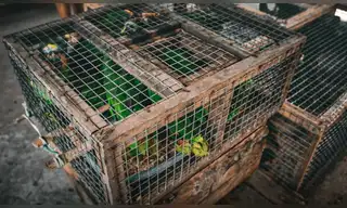 Aves silvestres son rescatadas del tráfico ilegal en Ucayali