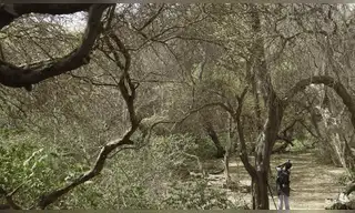 Bosques secos: reforzarán su conservación en el norte del país