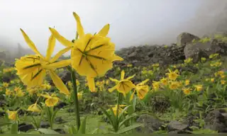 Flor de Amancaes: Sernanp impulsa investigación para protegerla