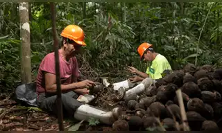 Bosques amazónicos: castañeros protegen más de 1 millón de hectáreas