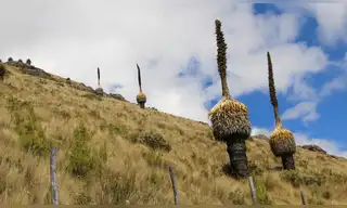 Chavimochic aplica biotecnología para multiplicar la Puya Raimondi en Otuzco
