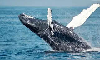 Ballenas de la Antártida impulsan pesca y turismo en Perú