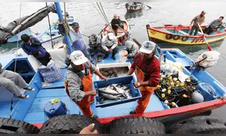 Sanipes fortalece la pesca artesanal en la región Arequipa