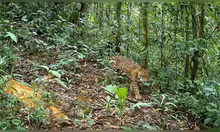 El Estado reconoce a “Llollo” como nueva Área de Conservación Privada a perpetuidad en Pasco
