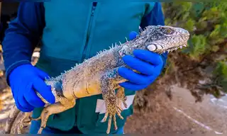 Rescatan iguana verde en Moquegua y alertan tráfico ilegal
