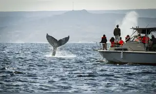Avistamiento de ballenas jorobadas inicia temporada en Tumbes