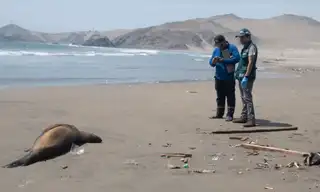 Muerte de lobos marinos: Ica refuerza vigilancia en Paracas